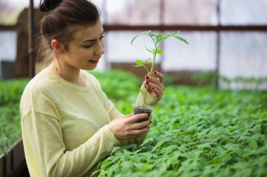 Genç esmer çiftçi kız mutlu bir gülümseme ile sera bitkilerde yeşil fide bakımı. Nasıl onun sebze lahanası bu sera güneş altında büyümek memnun olduğunu. 