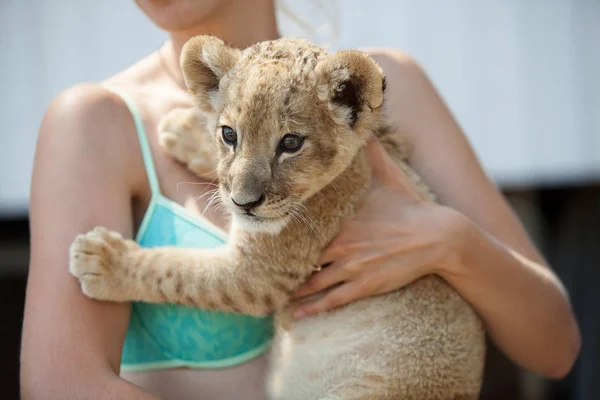 Coleção Fotos Dois Meses Idade Filhote Leão Macho Muito Bonito — Fotografia de Stock