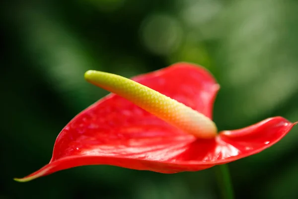 Exotic red & yellow Anthurium flower in close up.Rare Flamingo Flower grow in botanic garden on green background.Macro shot of bright Laceleaf or exotic tropical Tailflower