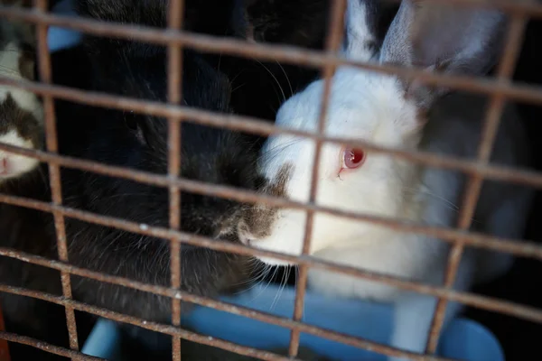 Gros Plan Lapins Domestiques Cage Ferme Animale — Photo