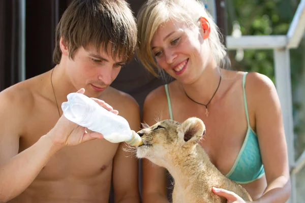 Fotocollectie Van Twee Maand Oude Mannetjes Leeuw Cub Heel Schattig — Stockfoto