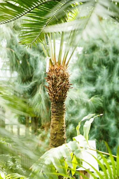 Egzotik Palmiye Ağacı Kapatın Yeşil Tropikal Bitki Büyüme Güneşli Serada — Stok fotoğraf