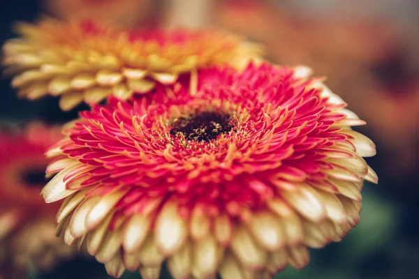Bahar Bahçe Içinde Güzel Renkli Kırmızı Sarı Siklamen Çiçekler Açar — Stok fotoğraf