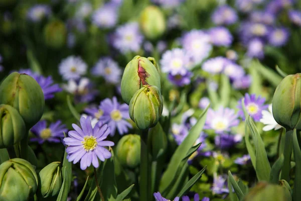 美しいカラフルな青い花が咲き春の庭 フェリシアの春の花が Amelloides で装飾的な壁紙 自然ポスターの美しさ 鮮やかな自然の色 — ストック写真