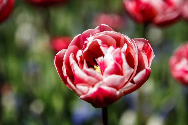 Красивые Красочные Цветы Тюльпанов Цветут Весеннем Саду Декоративные Обои Экзотическими — стоковое фото