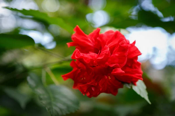 エキゾチックな赤いハイビスカス ローザ Sunensis 成長している植物園の温室で 美しい熱帯の花は 植物庭園で太陽の下で育ちます 珍しい植物のマクロ フォーカス — ストック写真