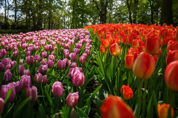 Lindas Flores Tulipas Florescem Jardim Primavera Papel Parede Decorativo Com — Fotografia de Stock