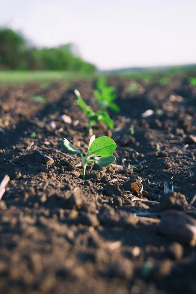 Ernte Die Reichem Boden Gepflanzt Wird Wird Unter Der Sonne — Stockfoto