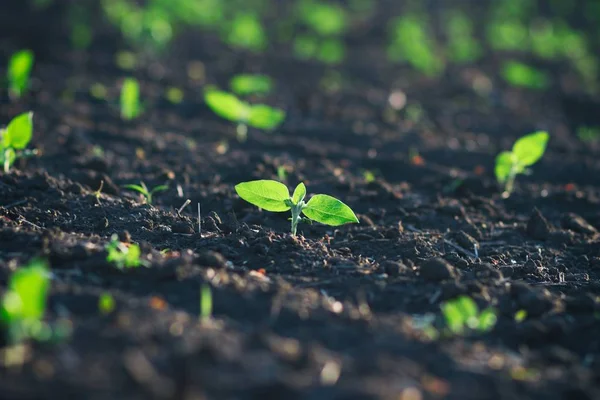 Coltivazione Piantata Terreno Ricco Maturare Sotto Sole Veloce — Foto Stock