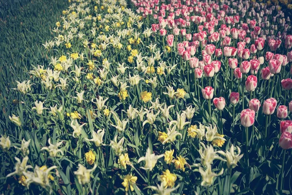 Krásné Tulipány Květiny Kvetou Jarní Zahradě Dekorativní Tapeta Tulipány Jaro — Stock fotografie