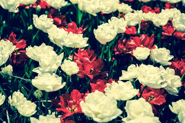 Lindas Flores Peônias Vermelhas Florescem Jardim Primavera Papel Parede Decorativo — Fotografia de Stock