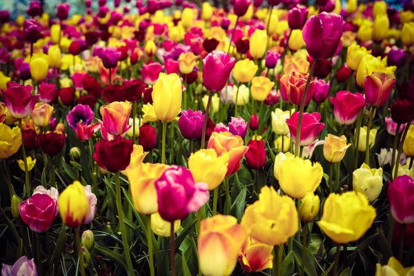 Belles Fleurs Tulipes Différentes Colorées Fleurissent Dans Jardin Printemps Papier — Photo