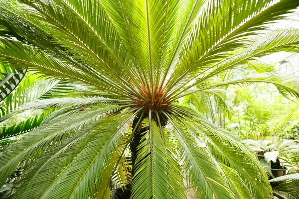 Egzotik Palmiye Ağacı Kapatın Yeşil Tropikal Bitki Büyüme Güneşli Serada — Stok fotoğraf