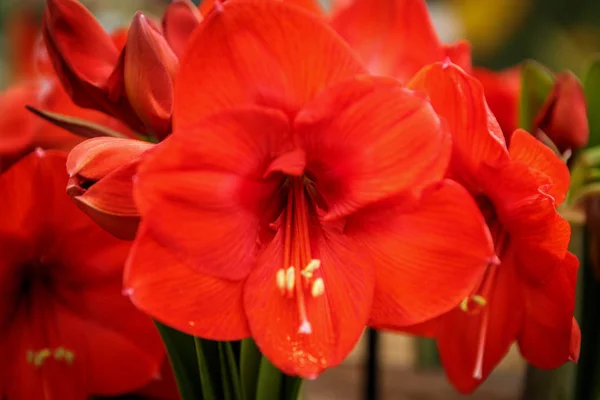 Bahar Bahçe Içinde Güzel Renkli Portakal Bugle Zambak Çiçekler Açar — Stok fotoğraf
