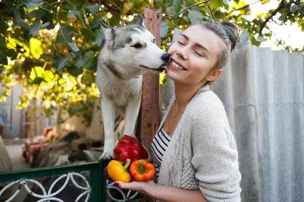 シルバーシベリアハスキー子犬は幸せな若い女の子にキス ハスキー犬と遊ぶ犬の所有者 ピンクの舌で所有者の顔を舐める小さなハスキー子犬 — ストック写真