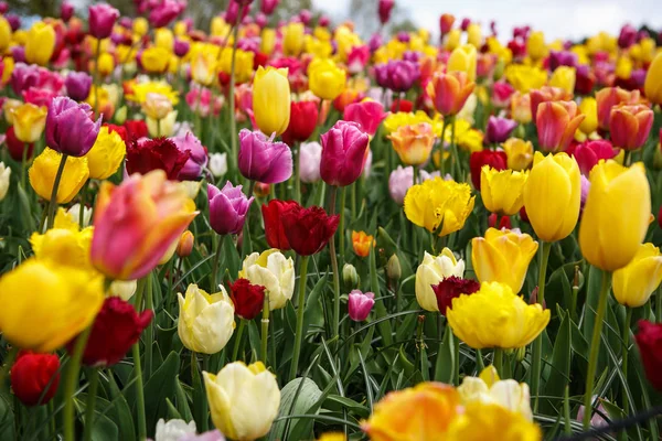 Bahar Bahçe Içinde Güzel Renkli Farklı Lale Çiçekler Açar Bahar — Stok fotoğraf