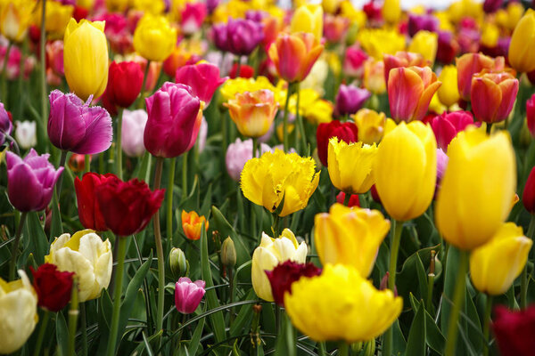 Красивые разноцветные цветы тюльпанов цветут в весеннем саду. Декоративные обои с экзотическими цветами тюльпана весной на лугу. Плакат о красоте природы. Яркие натуральные цвета
