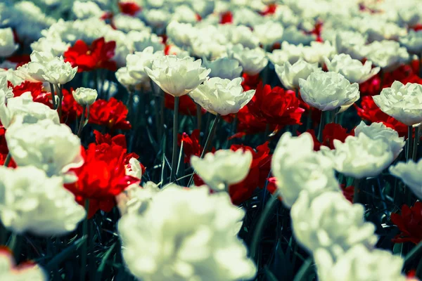 Belle Peonie Rosse Fiori Fioriscono Nel Giardino Primaverile Carta Parati — Foto Stock