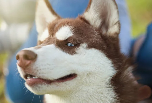 Portrait of young fluffy Siberian husky dog. Brown fur and bright blue eyes. Cute domestic breed, good for family and kids