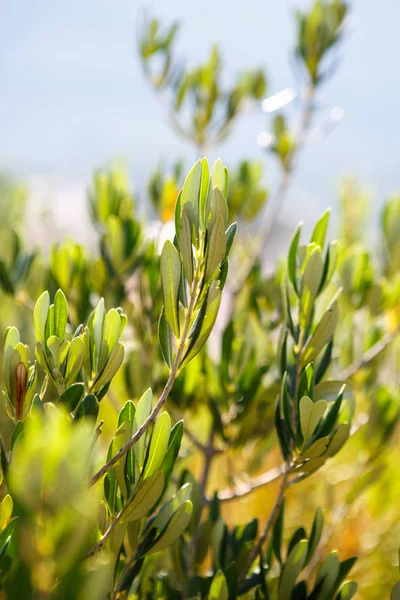 绿色橄榄树近在咫尺 秋天的橄榄收获在灿烂的夏日阳光下生长 宏观射击在有机植物生长在庭院 天然蔬菜食品成分 — 图库照片