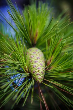 Yeşil çam ağaçları koni dalda botanik bahçesi içinde büyümek. Köknar ağacı koniler ve dalları yakın çekim. Makro doğa