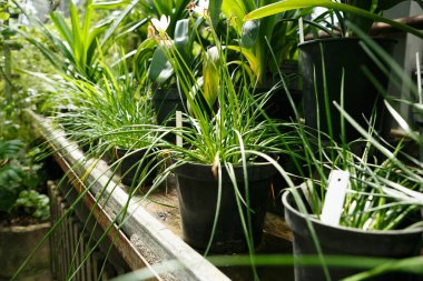 Botanik bahçesinde çiçekler tencere yeşil bitkiler büyümek. Egzotik glasshouse horticultures