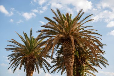 Güzel palmiye ağaçları güneşin Croatia.Cloudy mavi gökyüzü yaz beldesinde üzerinde arka plan üzerinde büyür. Bahçede büyüyen evergreen avuç içi