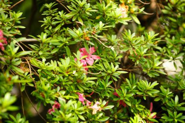 Yeşil arka planda glasshouse üzerinde güzel egzotik pembe çiçekler. Tropik bitkiler sera parlak güneşin altında ekili.