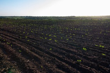 Güneşin altında hızlı olgun getting zengin toprakta bitki ekili