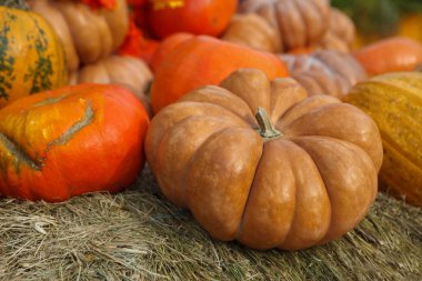 Sonbaharda hasat simge - kabak sebze ürün yelpazesine. Taze doğal gıda, yemek hazırlamak için olgun sebze. Turuncu pumpkins Jack-O-Lantern November.Cook lezzetli squash yemekleri Cadılar Bayramı kutlama için kesmek 