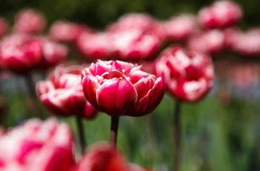 Bahar bahçe içinde güzel renkli lale çiçekler açar. Bahar egzotik lale çiçeği ile dekoratif duvar kağıdı. Doğa poster güzelliği. Canlı doğal renkler