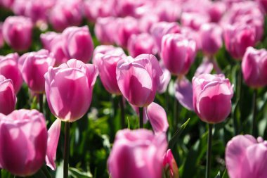 Bahar bahçe içinde güzel lale çiçekler açar. Bahar lale ile dekoratif duvar kağıdı. Doğa poster güzelliği. Canlı doğal renkler