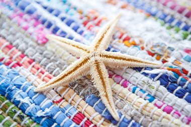 Tropikal plaj güzel deniz kabuğu. Deniz yaşamını kapatın. Deniz tarafında toplanan dekoratif mercan deniz kabuğu.