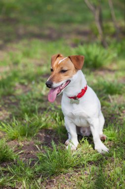 Jack Russell yavrusu yeşil park. Sevimli küçük yerli köpek, bir aile ve çocuklar için iyi arkadaş. Samimi ve eğlenceli köpek doğurmak