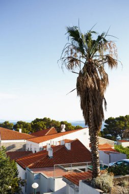 Brela,Hırvatistan-26 Haziran,2017:Güzel palmiye ağacı Hırvat Rivierası popüler turizm beldesinde güneşte yetişir.Evergreen palmiye egzotik tropik yerde şehir sokaklarında büyüyen