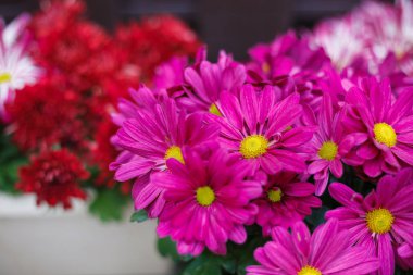 Dekoratif pembe gerbera Çiçeklik çiçeklenir. Evin dış dekorasyon için iyi doğal ayrıntılar. Modeli yok, yakın çekim yaprakları üzerinde.