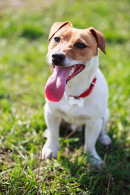 Yeşil parkta ağır nefes alan küçük Jack Russell 'ın portresi. Köpekçik pembe dilli kameraya bakıyor. Şirin küçük bir evcil köpek, aile ve çocuklar için iyi bir arkadaş. Dost canlısı ve neşeli köpek cinsi.