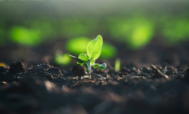Güneşin altında hızlı olgun getting zengin toprakta bitki ekili