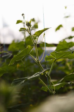 Yeşil salatalık serada büyüyen filizlenir. Güneşin altında büyüyen yeşil bitkileri güneşli sıcak evde. Doğal organik gıda büyümek kapalı. Çiftlik glasshouse arka plan.
