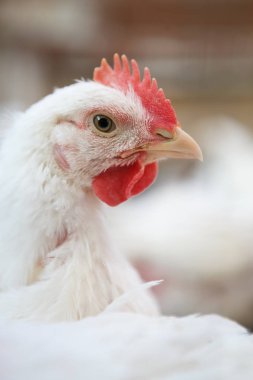 Beyaz tavuk tavuk tavuk çiftliği görüntüsünü kapatın. Kuluçka yerli beyaz kuş
