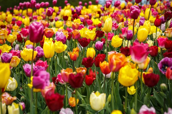 Bellissimi Fiori Tulipani Colorati Diversi Fioriscono Nel Giardino Primaverile Carta — Foto Stock