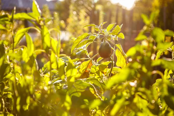 Kool Plantaardige Groeien Zonnige Serre Biologische Natuurvoeding Groeien Zon Herfst — Stockfoto