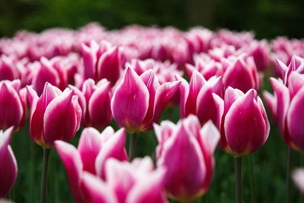 Красивые Красочные Розовые Белые Цветы Тюльпанов Цветут Весеннем Саду Декоративные — стоковое фото