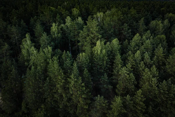 Naturen Färdas Vacker Sommar Skog Flygfoto — Stockfoto