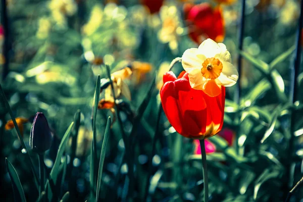 美しいチューリップ花が咲き春の庭 春にはチューリップで装飾的な壁紙 自然ポスターの美しさ 鮮やかな自然の色 — ストック写真