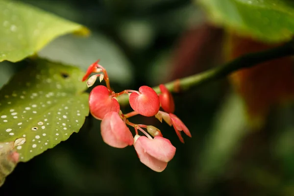Vzácné Exotické Tropické Růžové Květy Rostou Zeleném Pozadí Skleníku Krásná — Stock fotografie