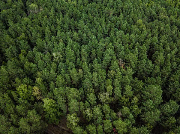 Doğa Seyahat Güzel Yaz Orman Havadan Görünümü — Stok fotoğraf