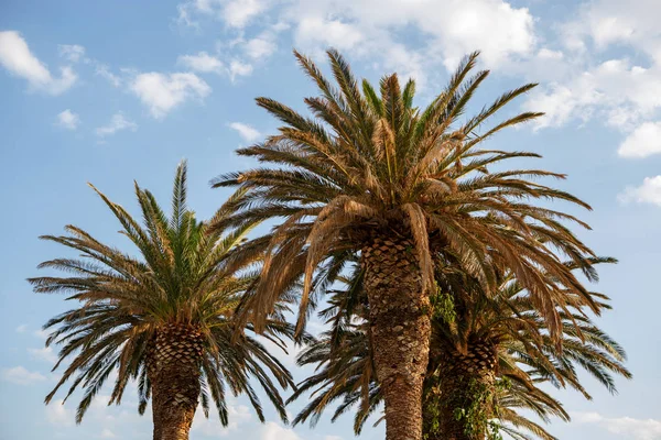 Beautiful Palm Trees Grow Sun Summer Resort Croatia Cloudy Blue — стоковое фото