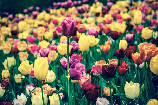 Bellissimi Fiori Tulipani Colorati Diversi Fioriscono Nel Giardino Primaverile Carta — Foto Stock