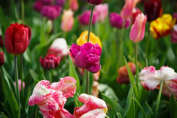 Όμορφη Πολύχρωμα Λουλούδια Ανθίζουν Στον Κήπο Την Άνοιξη Διακοσμητικά Ταπετσαρία — Φωτογραφία Αρχείου